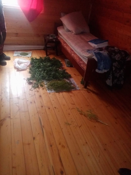 Житель Тверской области выращивал у себя на участке наркосодержащие растения