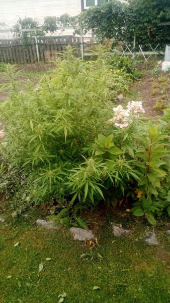 Житель Тверской области выращивал у себя на участке наркосодержащие растения