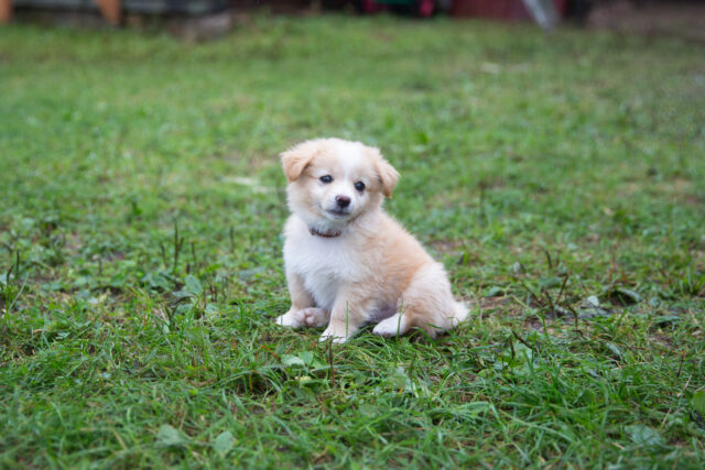 В Тверской области аферист пытался обмануть владельца потерянной собаки В Тверской области аферист пытался обмануть владельца потерянной собаки
