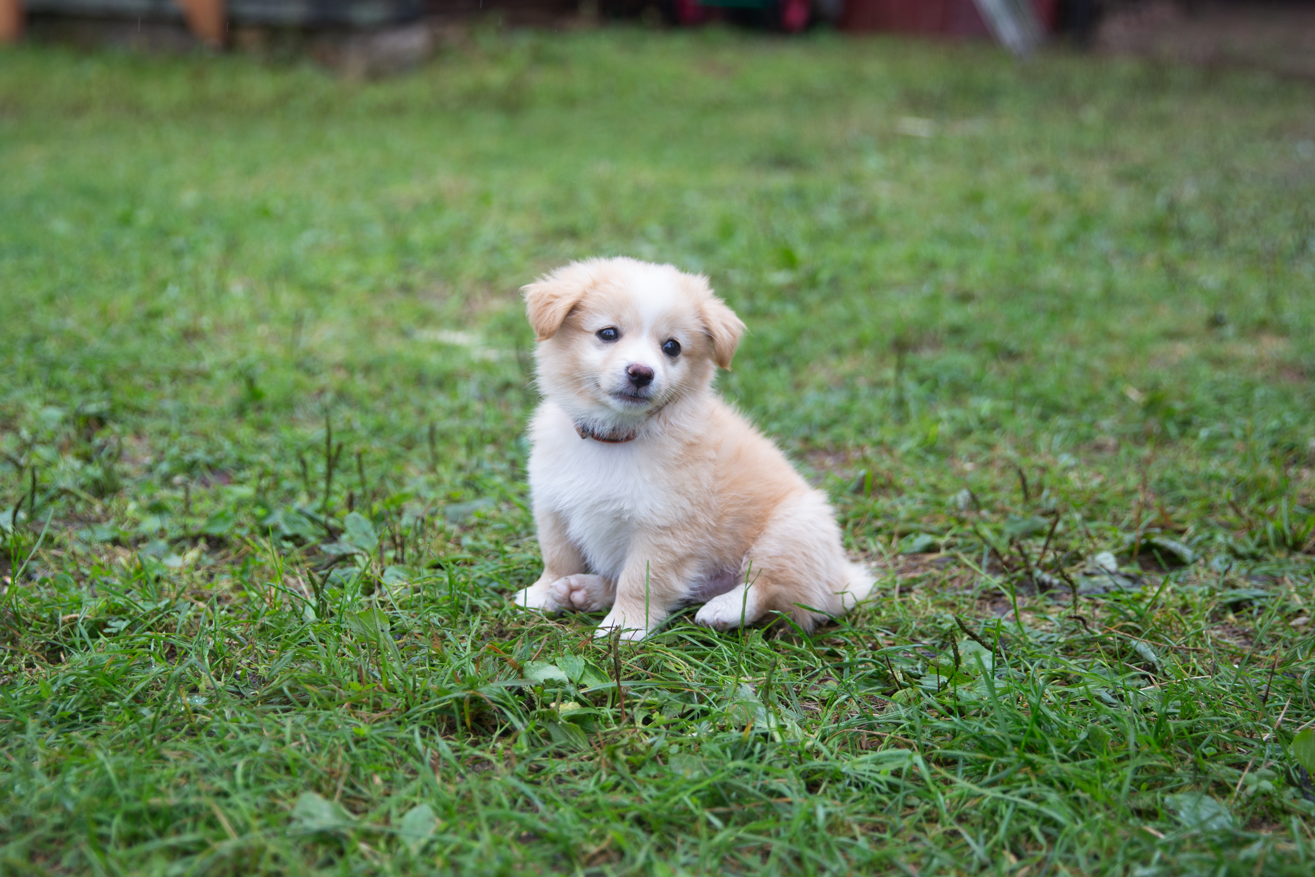 В Тверской области аферист пытался обмануть владельца потерянной собаки