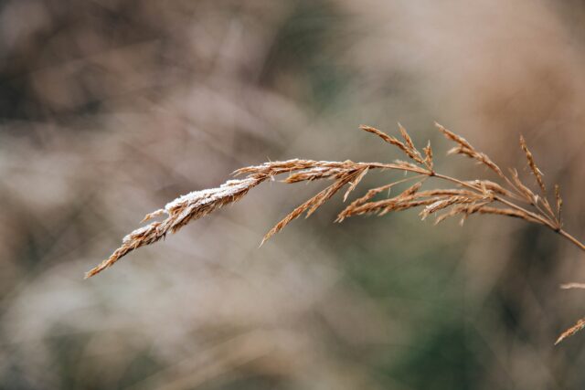 Заморозки и дождь ждут жителей Тверской области в понедельник Ночью в Тверской области станет немного теплее