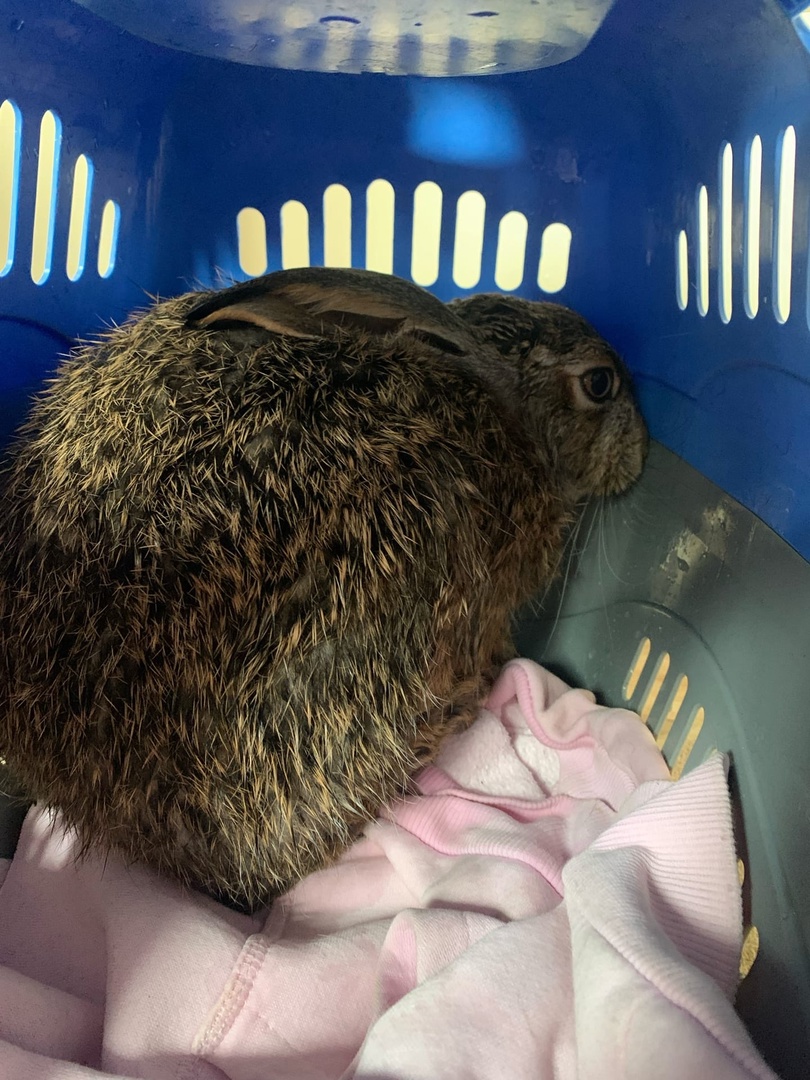 В центре Твери прошла операция по спасению зайца