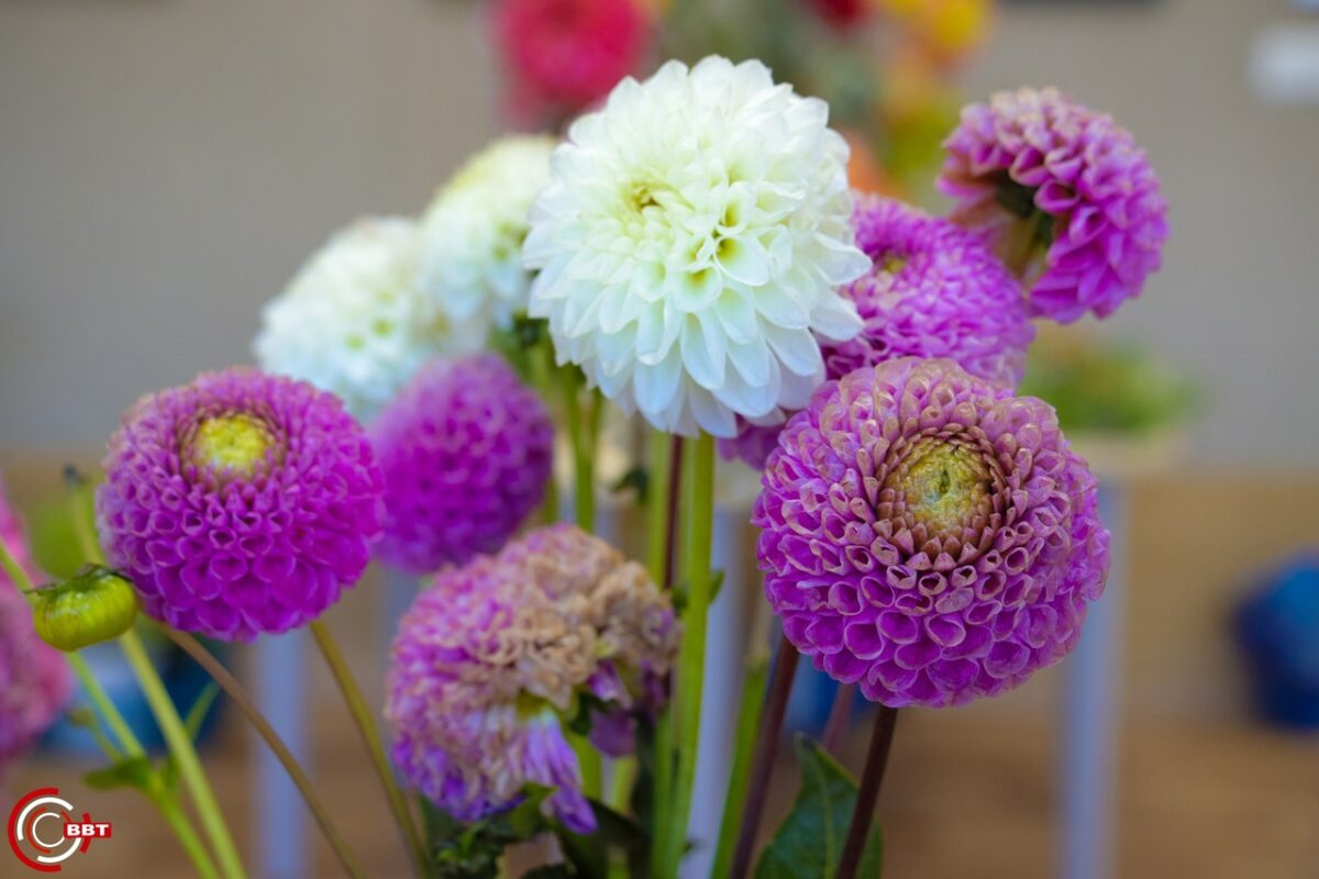 В Вышнем Волочке прошла выставка живых цветов