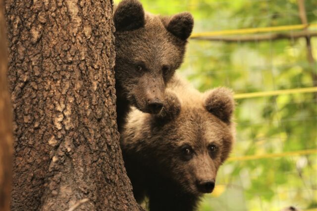 Чука и Гека из Центра спасения медвежат-сирот выпустили в лес