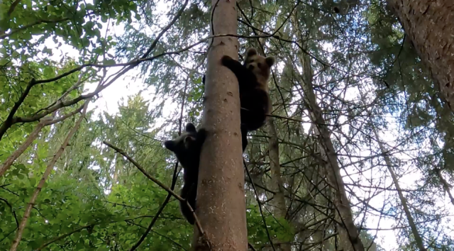 Медвежата Ежик и Веснушкин стали героями милого видео Медвежата Ежик и Веснушкин стали героями милого видео