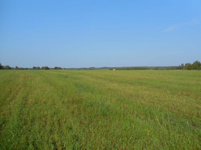 После предостережения Россельхознадзора землевладелец Тверской области очистил от зарастания борщевиком Сосновского 17 гектаров земель сельскохозяйственного назначения На территории Верхневолжского сельского поселения установлена карантинная фитосанитарная зона и введён карантинный фитосанитарный режим