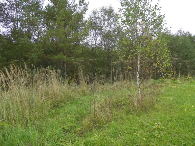 В Рамешковском округе земли сельскохозяйственного назначения заросли березами и соснами