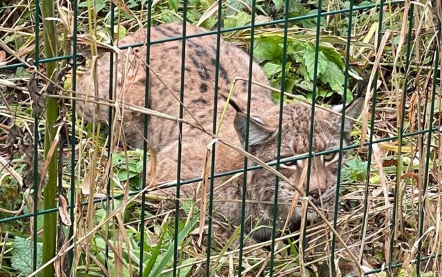 В Зубцове местное отделение «Единой России» поможет Центру реабилитации диких животных В Зубцове местное отделение «Единой России» поможет Центру реабилитации диких животных