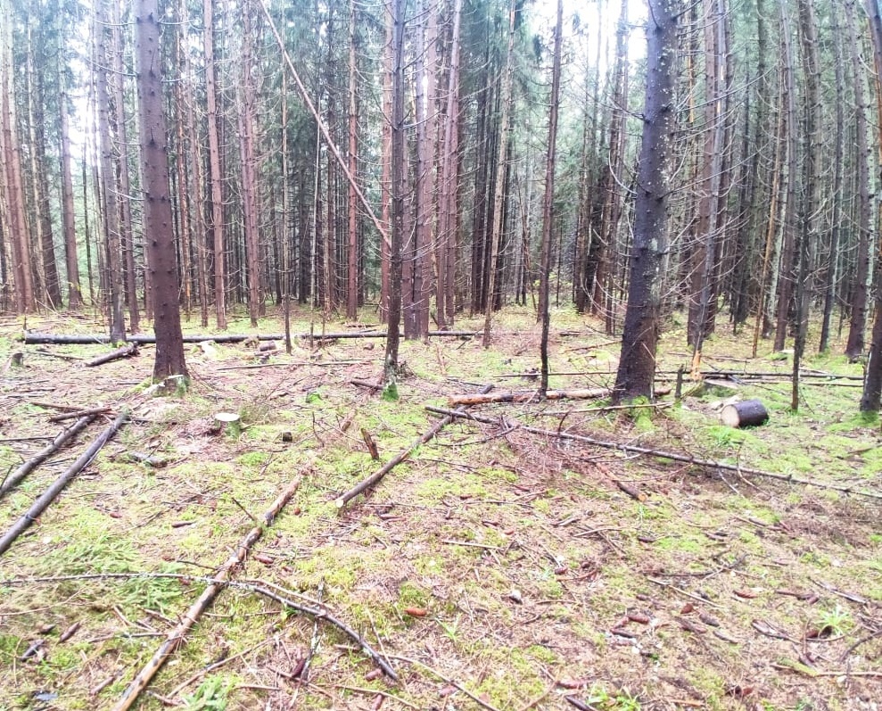 В Тверской области мужчина незаконно нарубил деревьев на 400 тысяч рублей