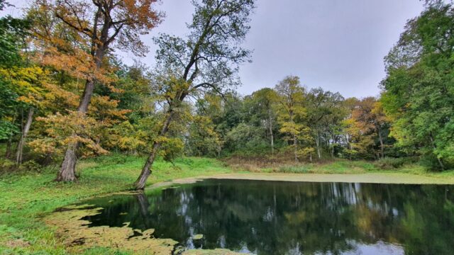Тело пропавшего мужчины обнаружили в пруду в Тверской области Тело пропавшего мужчины обнаружили в пруду в Тверской области