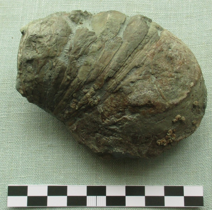 Сотрудники андреапольского музея отправились на девонские обнажения и нашли фрагменты костей