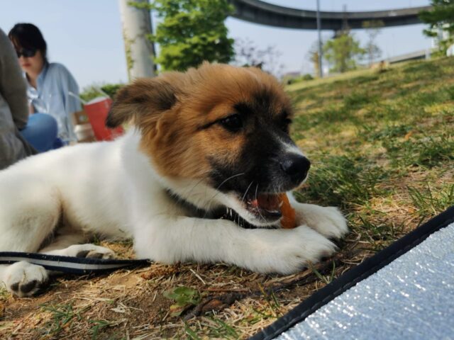 Друзья человека: каких домашних животных выбирают корейцы Друзья человека: каких домашних животных выбирают корейцы