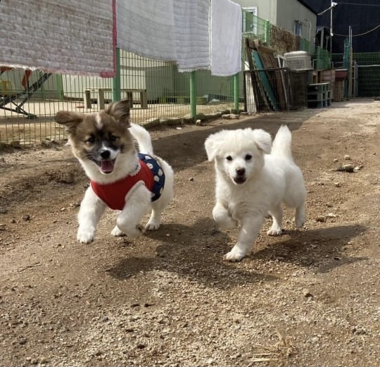 Друзья человека: каких домашних животных выбирают корейцы