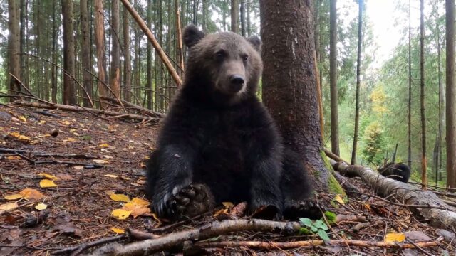 В Торопецком районе сняли на видео "разговорчивого" медведя