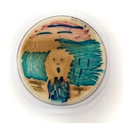 Тверской биолог создала копию знаменитой картины в чашке Петри