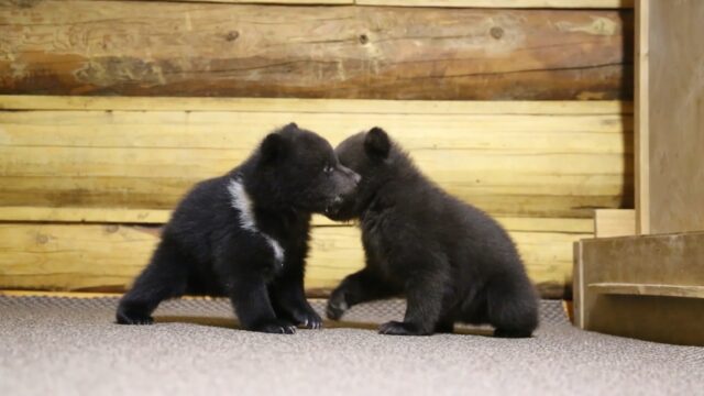 Центр спасения медвежат-сирот выложил видео с крошечными подопечными