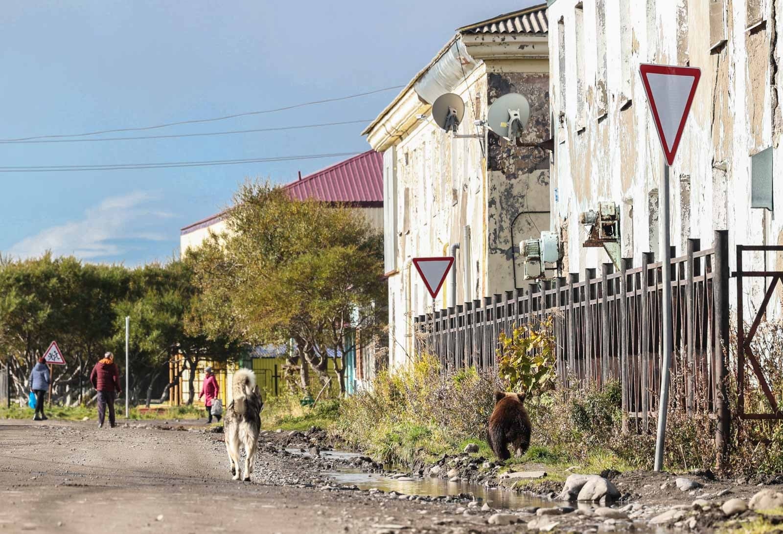 Путешественник из Тверской области поделился фотографиями медвежонка в поселке на Камчатке Путешественник из Тверской области поделился фотографиями медвежонка в поселке на Камчатке