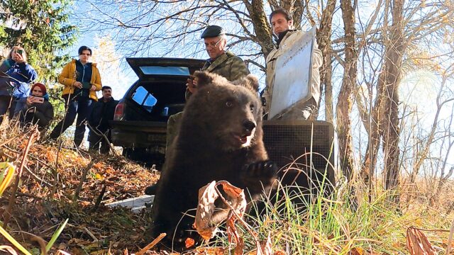 В Тверской области медвежат Ежика и Веснушкина выпустили в лес