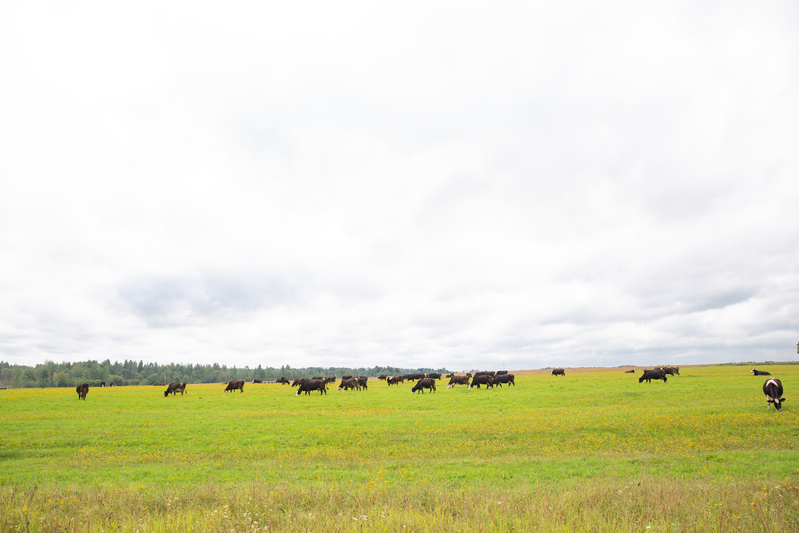 В Тверской области увеличивают поддержку местных сельхозтоваропроизводителей