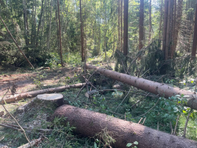 В Тверской области черный лесоруб срубил деревьев на 1,2 миллиона рублей