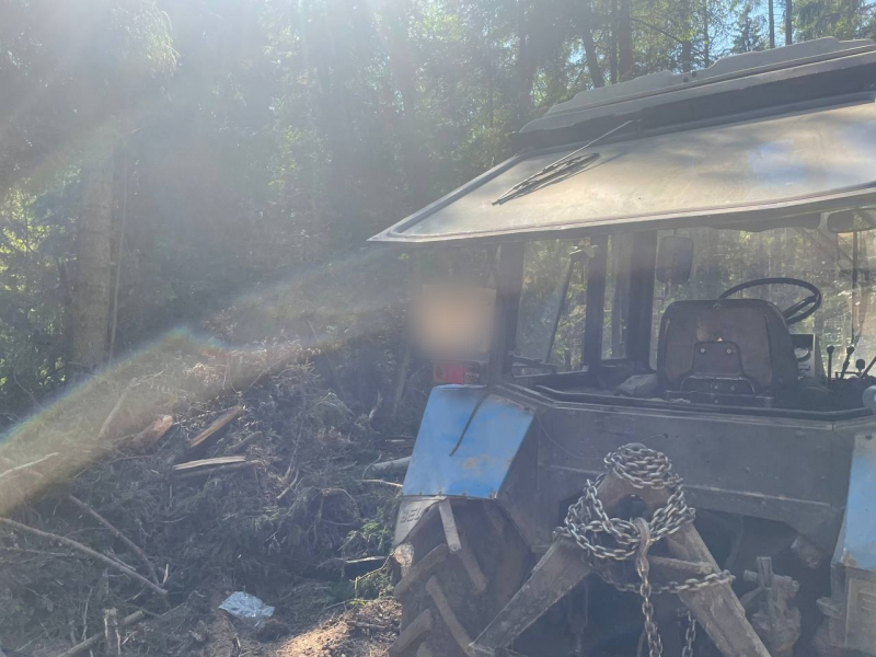 В Тверской области черный лесоруб срубил деревьев на 1,2 миллиона рублей