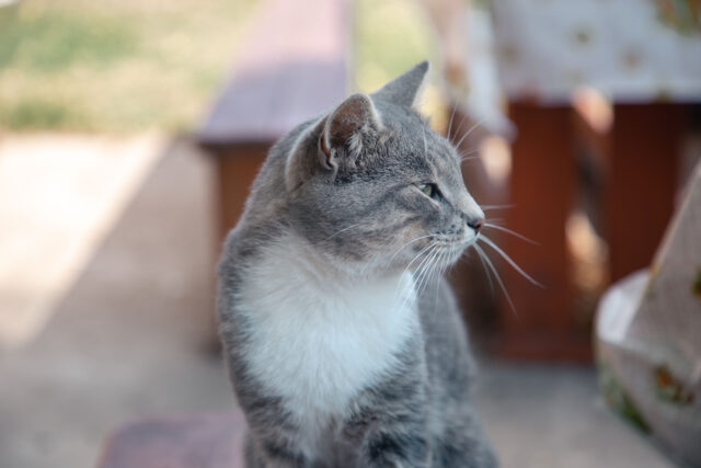 В Твери состоится фестиваль "Рок в защиту животных"
