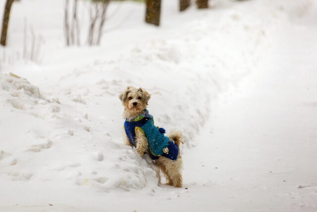 В среду в Тверской области продолжится похолодание