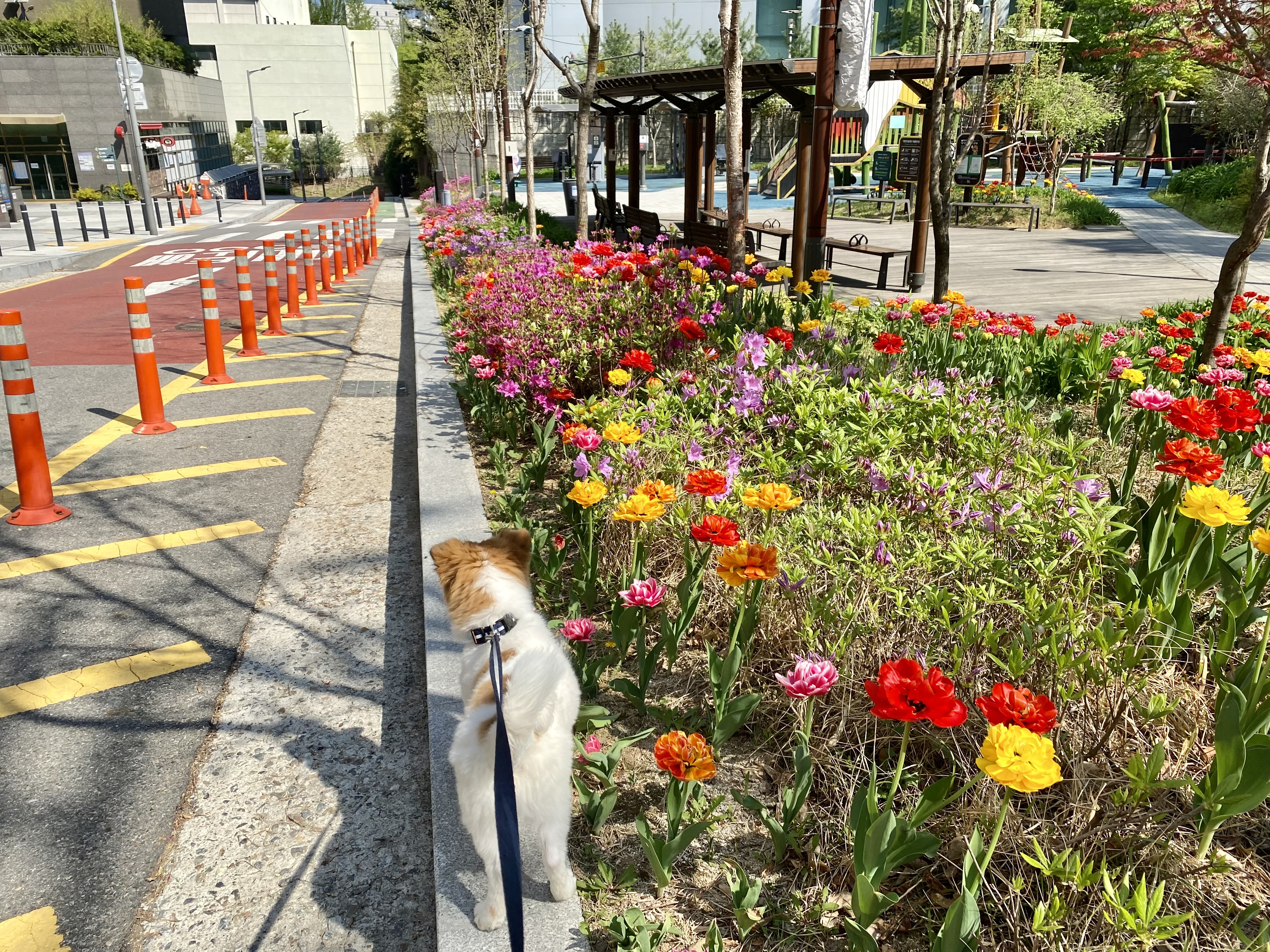 Друзья человека: каких домашних животных выбирают корейцы