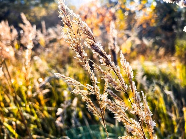 МЧС предупреждает жителей Тверской области о заморозках