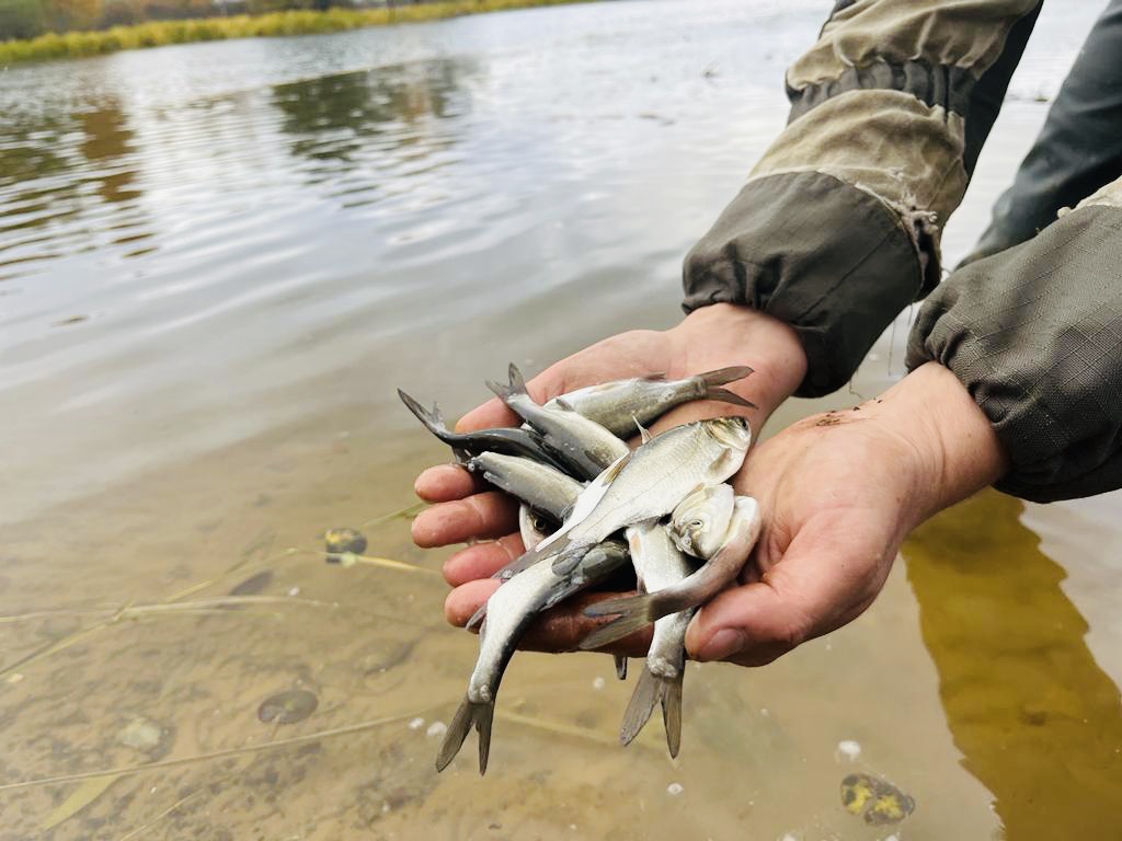 В Иваньковское водохранилище Тверской области выпустили 300 тысяч белых толстолобиков
