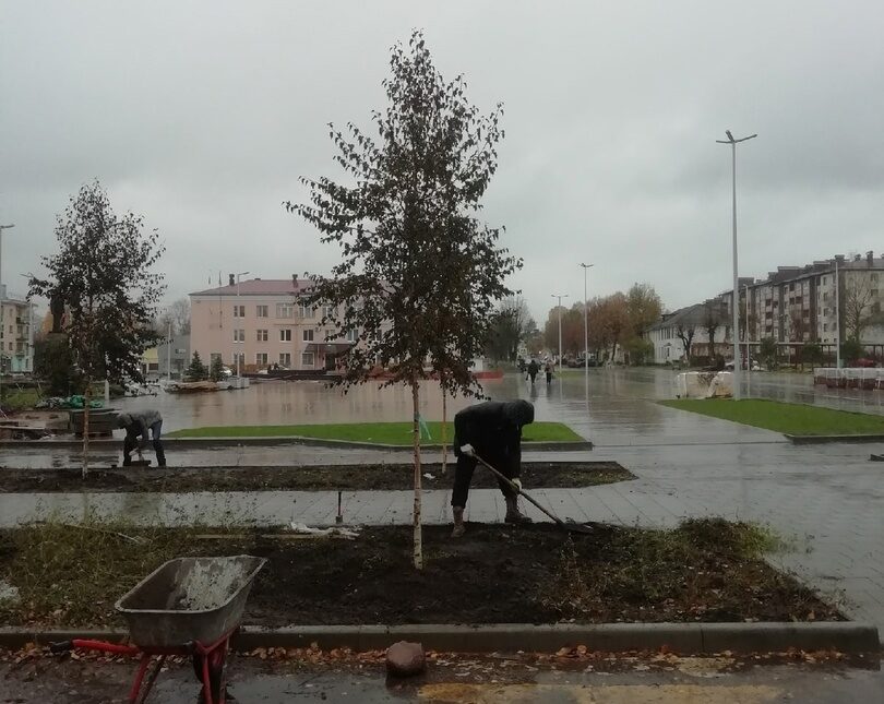 В Нелидове высаживают краснолистные березы