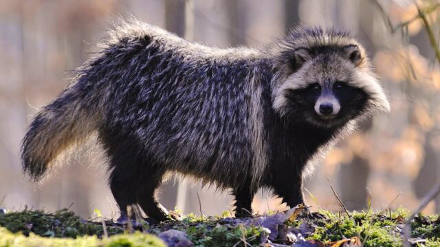 "Тверская МВЛ" зарегистрировала новые случаи бешенства в Тверской области "Тверская МВЛ" зарегистрировала новые случаи бешенства в Тверской области