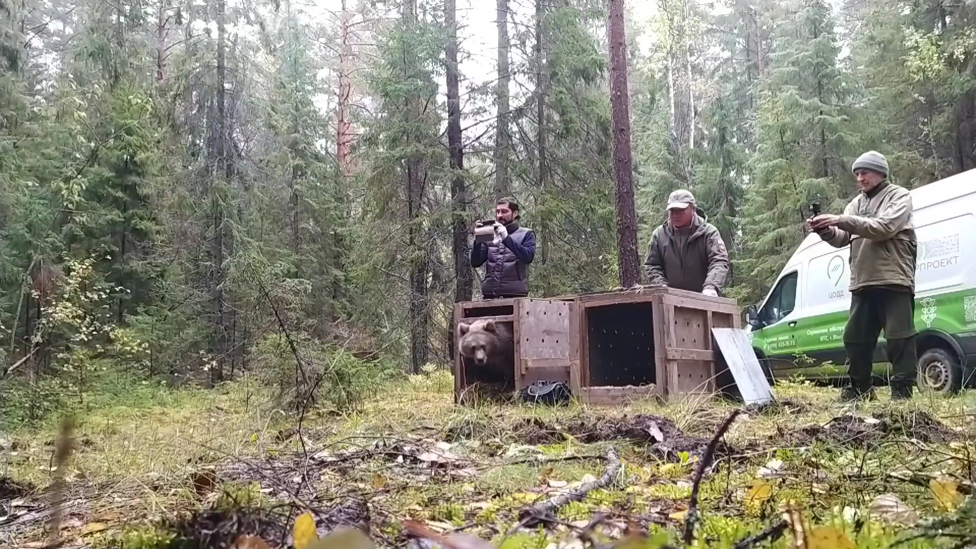 Чука и Гека из Центра спасения медвежат-сирот выпустили в лес Чука и Гека из Центра спасения медвежат-сирот выпустили в лес