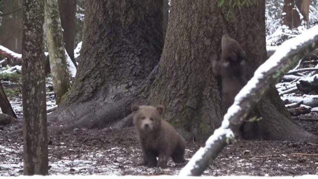 В Тверской области специалисты Центра показали медвежат прошлогоднего выпуска