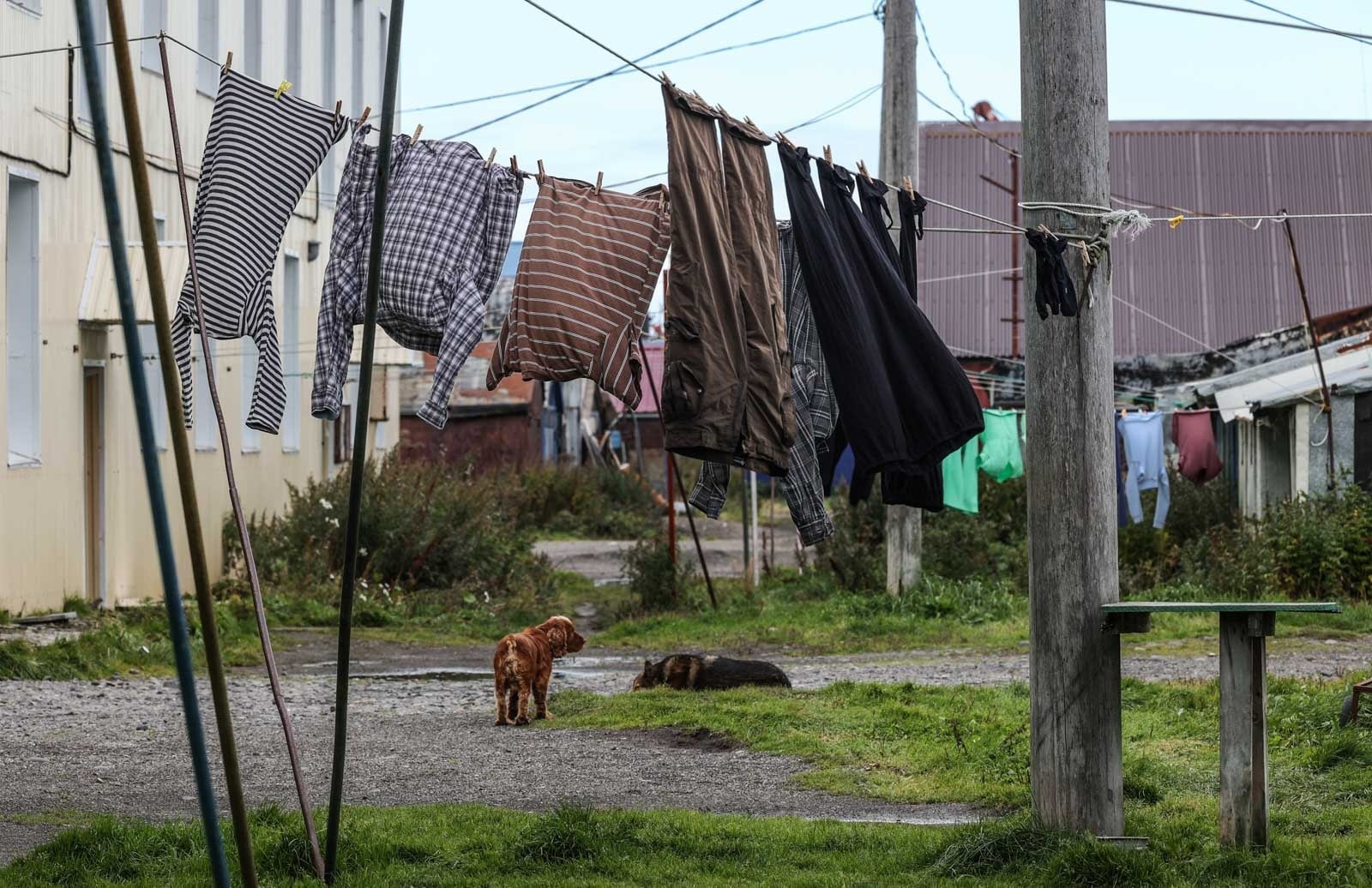 Путешественник из Тверской области поделился фотографиями медвежонка в поселке на Камчатке Путешественник из Тверской области поделился фотографиями медвежонка в поселке на Камчатке