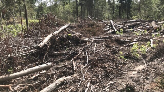 В Вышневолоцком городском округе не устранена свалка порубочных остатков на землях сельскохозяйственного назначения