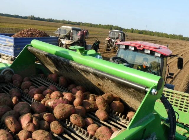 В Тверской области увеличилась урожайность зерновых культур, картофеля и овощей