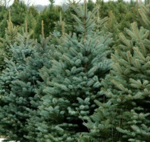 Новогодняя ель в горшке: как ухаживать, чтобы весной высадить в грунт Новогодняя ель в горшке: как ухаживать, чтобы весной высадить в грунт