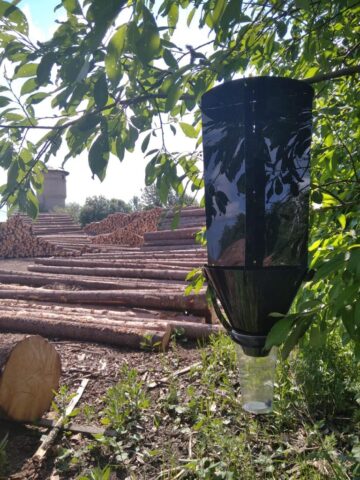 В Тверской области в текущем году Россельхознадзором было установлено 1 160 ловушек на насекомых-вредителей