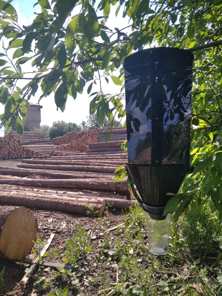 В Тверской области в текущем году Россельхознадзором было установлено 1 160 ловушек на насекомых-вредителей В Тверской области в текущем году Россельхознадзором было установлено 1 160 ловушек на насекомых-вредителей