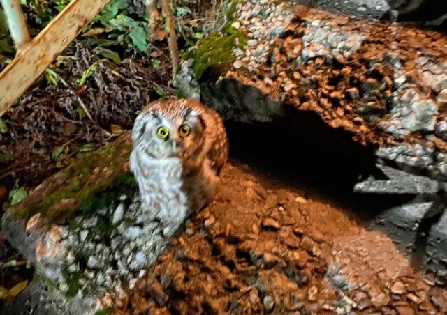 Реабилитационный центр диких животных рассказал про двух спасенных в Твери и области сычей Реабилитационный центр диких животных рассказал про двух спасенных в Твери и области сычей