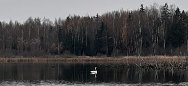 В Вышневолоцком округе заметили не улетевшего на зимовку белого лебедя