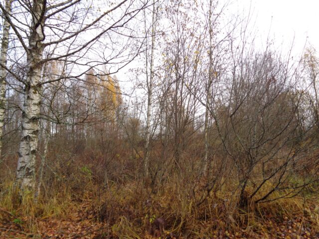 В Осташковском округе собственник вырастил борщевик Сосновского на землях сельхозназначения