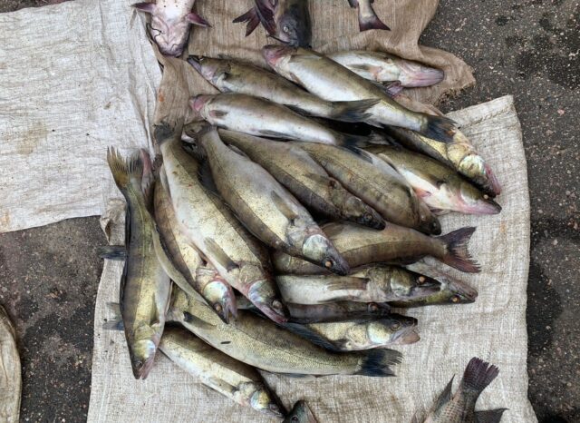 В Тверской области мужчина ловил рыбу запрещенными сетями