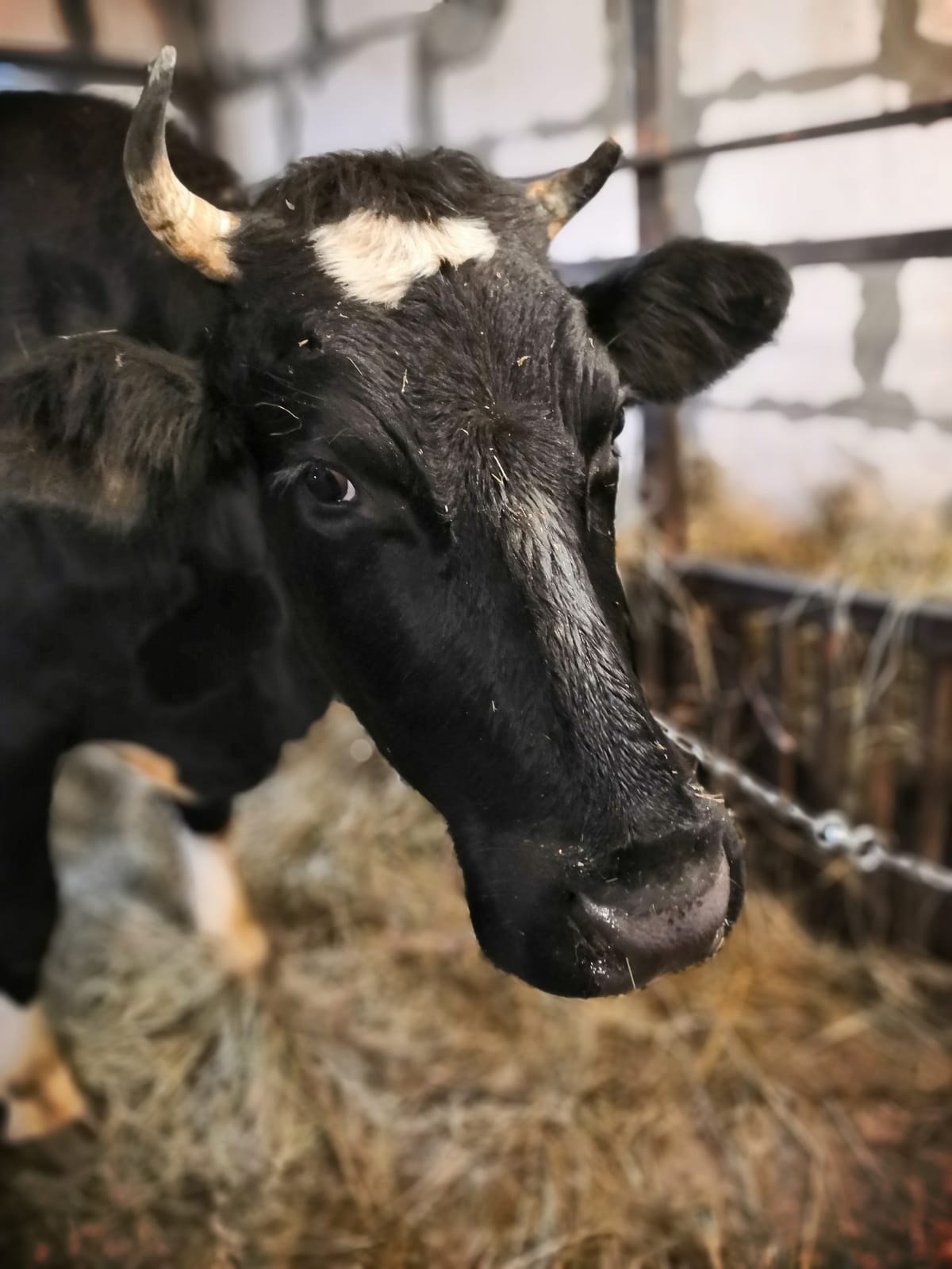 Чужих детей не бывает: Как жители Тверской области поддерживают многодетные семьи