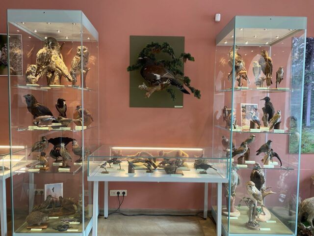 Жителям и гостям Твери расскажут о живущих рядом с нами птицах Жителям и гостям Твери расскажут о живущих рядом с нами птицах