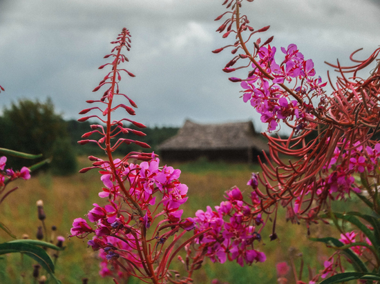 В Тверской области рассказали о жителях, которые вселяют жизнь в забытую деревеньку