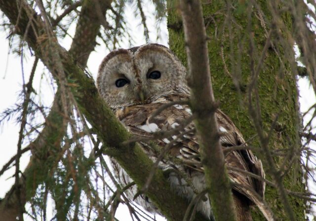В тверском Ботаническом саду поселилась серая сова