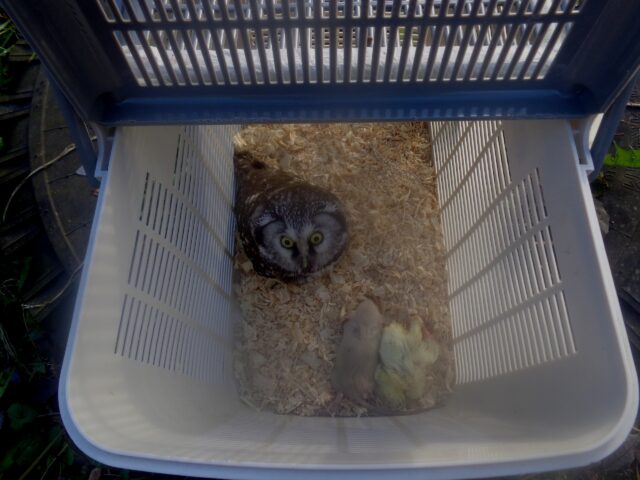 В реабилитационном центре диких животных в Тверской области появился новый пернатый обитатель