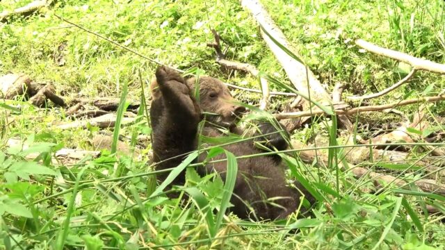 В Центре спасения медвежат-сирот рассказали про диету бурых подопечных